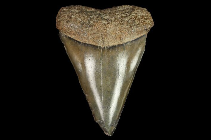 Fossil Mako Shark Tooth - South Carolina #128751
